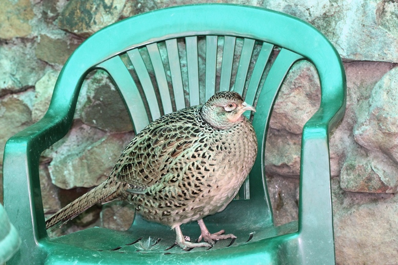 bird on chair